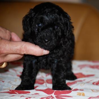 chiot Caniche Noir Bizou col bleu Elevage zadatis  caniche , teckel