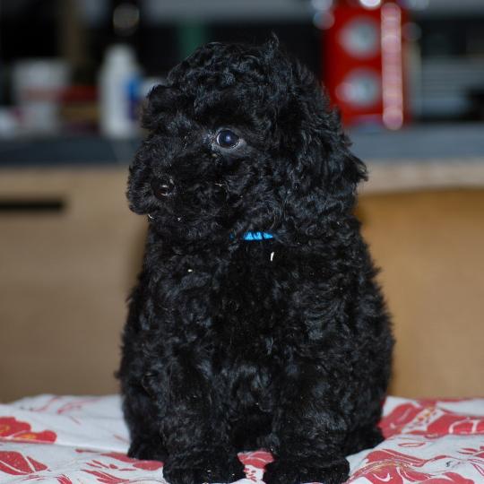 ZADATIS Bizou col bleu Mâle Caniche