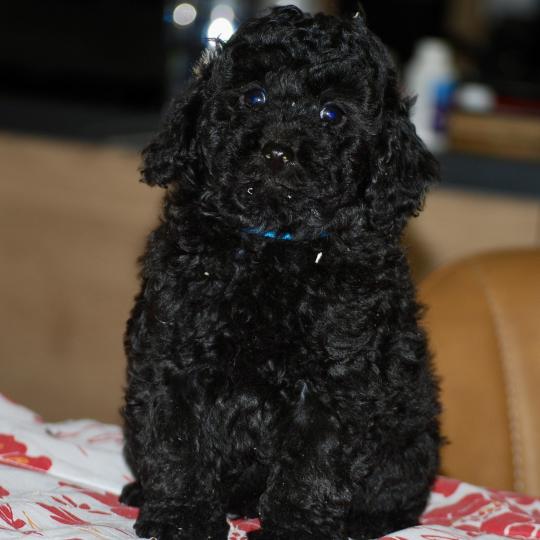 chiot Caniche Noir Bizou col bleu Elevage zadatis  caniche , teckel