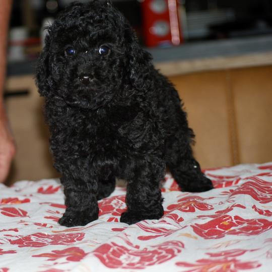 chiot Caniche Noir Bizou col bleu Elevage zadatis  caniche , teckel