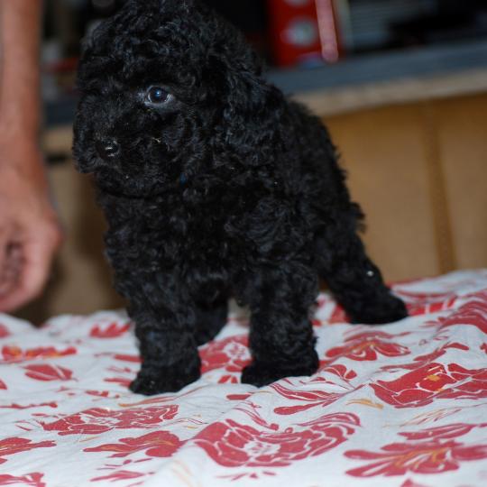 chiot Caniche Noir Bizou col bleu Elevage zadatis  caniche , teckel