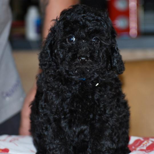 chiot Caniche Noir Bizou col bleu Elevage zadatis  caniche , teckel