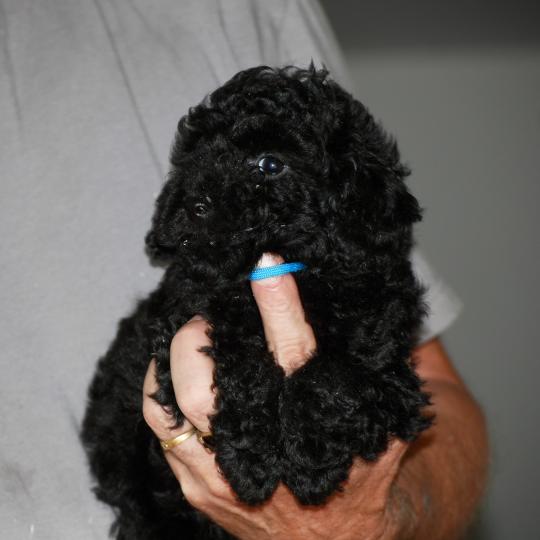 chiot Caniche Noir Bizou col bleu Elevage zadatis  caniche , teckel