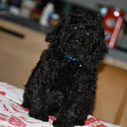 chiot Caniche Noir Bizou col bleu Elevage zadatis  caniche , teckel