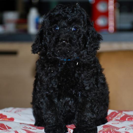 chiot Caniche Noir Bizou col bleu Elevage zadatis  caniche , teckel