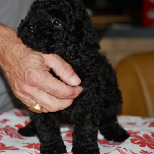 chiot Caniche Noir Bizou col bleu Elevage zadatis  caniche , teckel