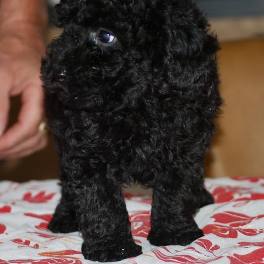 chiot Caniche Noir Bizou col bleu Elevage zadatis  caniche , teckel