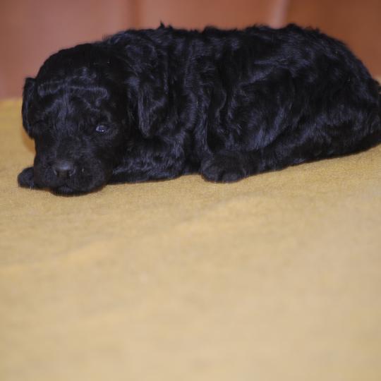 chiot Caniche Noire Blackie Elevage zadatis  caniche , teckel