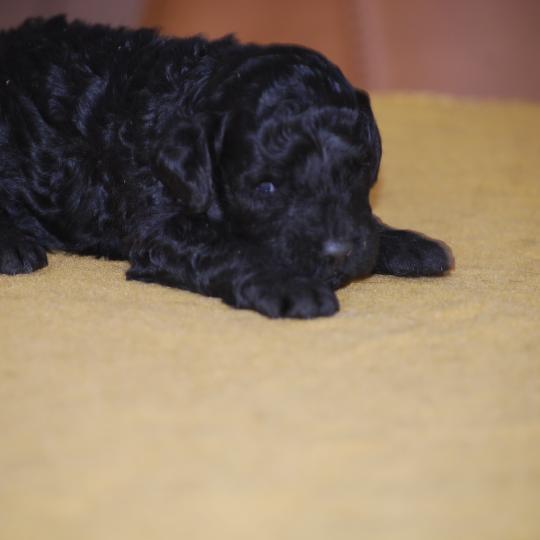 chiot Caniche Noire Blackie Elevage zadatis  caniche , teckel