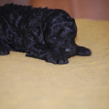 chiot Caniche Noire Blackie Elevage zadatis  caniche , teckel