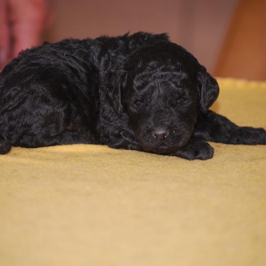 chiot Caniche Noire Blackie Elevage zadatis  caniche , teckel