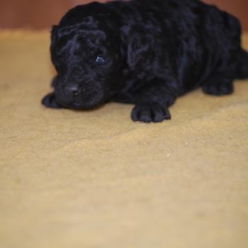 chiot Caniche Noire Blackie Elevage zadatis  caniche , teckel