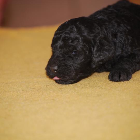 chiot Caniche Noire Blackie Elevage zadatis  caniche , teckel