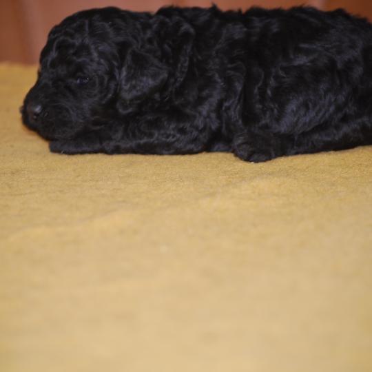 chiot Caniche Noire Blackie Elevage zadatis  caniche , teckel