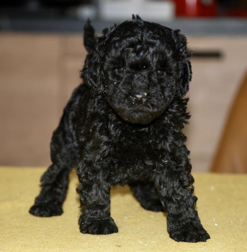 ZADATIS Blackie Femelle Caniche