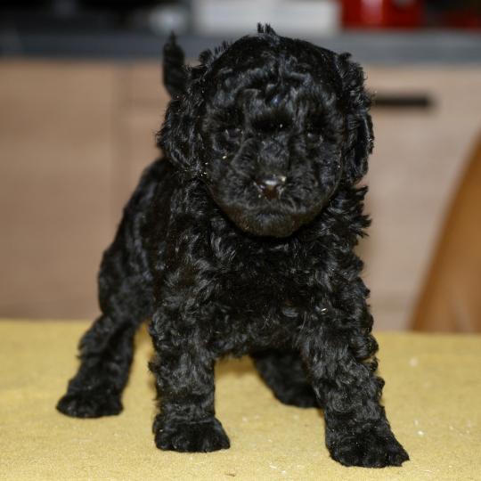 ZADATIS Blackie Femelle Caniche