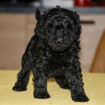 chiot Caniche Noire Blackie Elevage zadatis  caniche , teckel