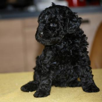 chiot Caniche Noire Blackie Elevage zadatis  caniche , teckel