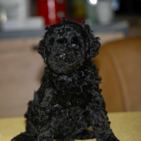 chiot Caniche Noire Blackie Elevage zadatis  caniche , teckel