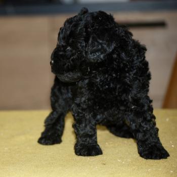 chiot Caniche Noire Blackie Elevage zadatis  caniche , teckel