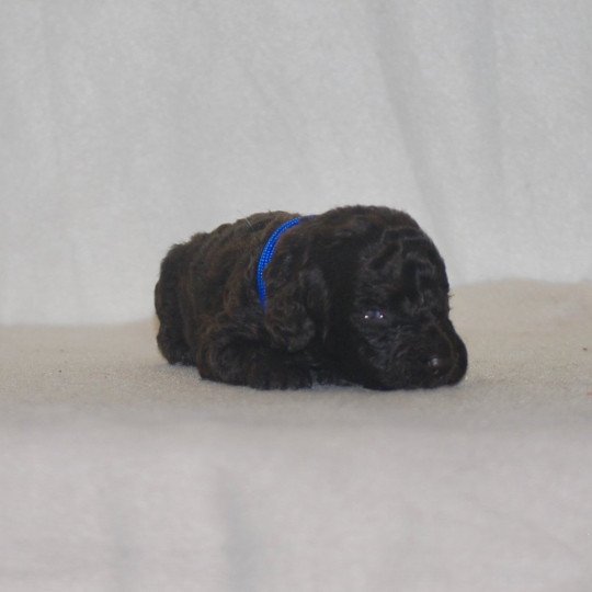 chiot Caniche Chocolat Bleu Elevage zadatis  caniche , teckel