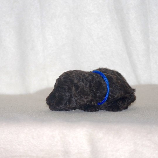 chiot Caniche Chocolat Bleu Elevage zadatis  caniche , teckel