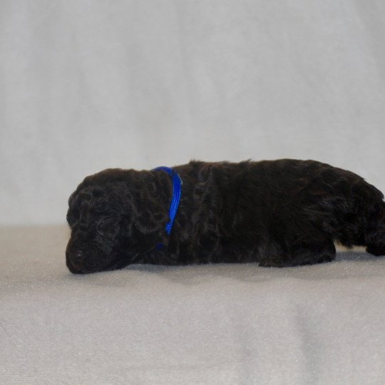 chiot Caniche Chocolat Bleu Elevage zadatis  caniche , teckel