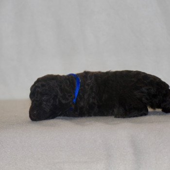 chiot Caniche Chocolat Bleu Elevage zadatis  caniche , teckel