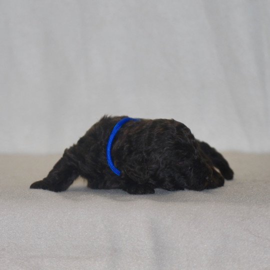 chiot Caniche Chocolat Bleu Elevage zadatis  caniche , teckel