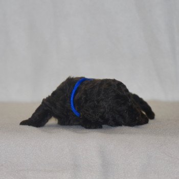 chiot Caniche Chocolat Bleu Elevage zadatis  caniche , teckel