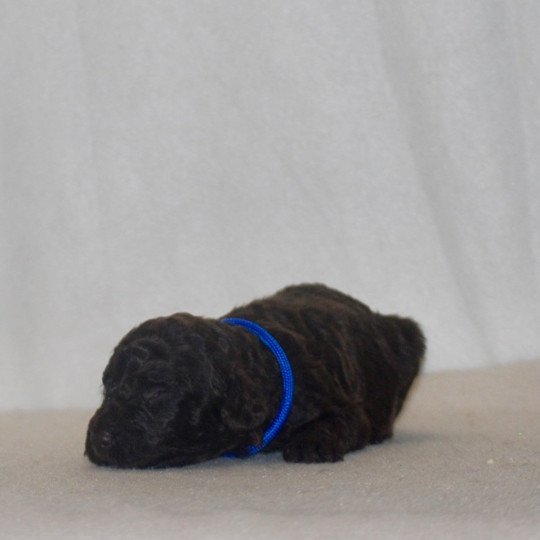chiot Caniche Chocolat Bleu Elevage zadatis  caniche , teckel