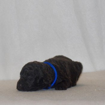 chiot Caniche Chocolat Bleu Elevage zadatis  caniche , teckel