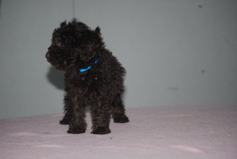 ZADATIS Aïko / Arnold col bleu Mâle Caniche