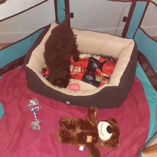 ZADATIS Aïko / Arnold col bleu Mâle Caniche