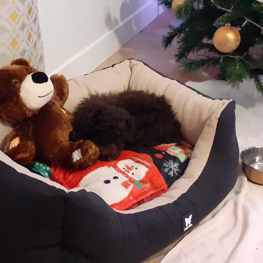 chiot Caniche Chocolat Aïko / Arnold col bleu Elevage zadatis  caniche , teckel