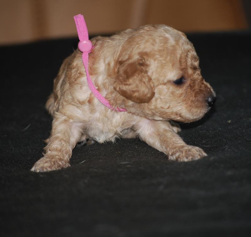 ZADATIS Blinki Femelle Caniche