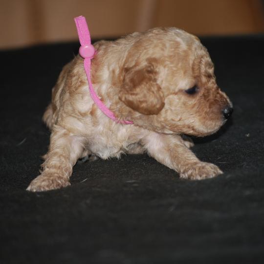 chiot Caniche Abricot Blinki Elevage zadatis  caniche , teckel
