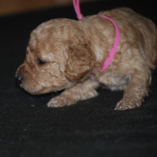 chiot Caniche Abricot Blinki Elevage zadatis  caniche , teckel