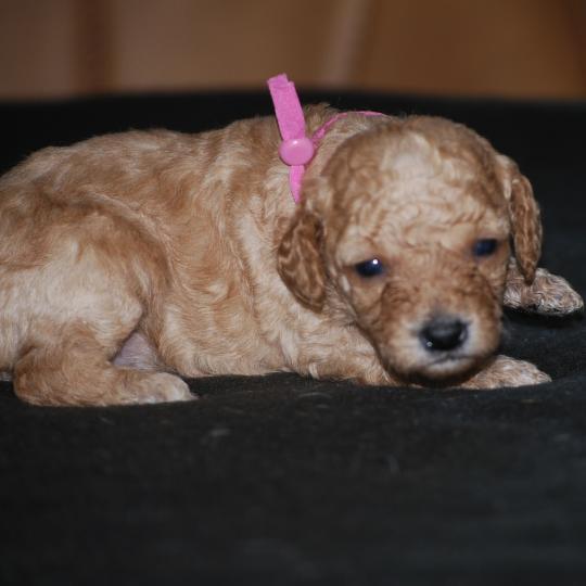chiot Caniche Abricot Blinki Elevage zadatis  caniche , teckel