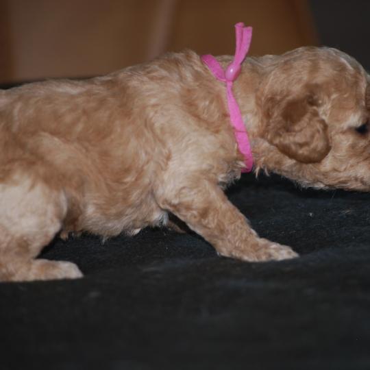 chiot Caniche Abricot Blinki Elevage zadatis  caniche , teckel