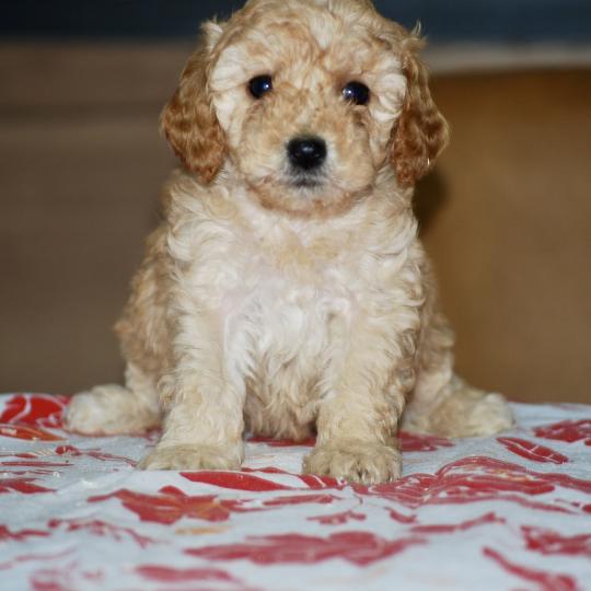 ZADATIS Blinki Femelle Caniche