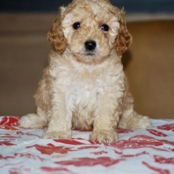 chiot Caniche Abricot Blinki Elevage zadatis  caniche , teckel