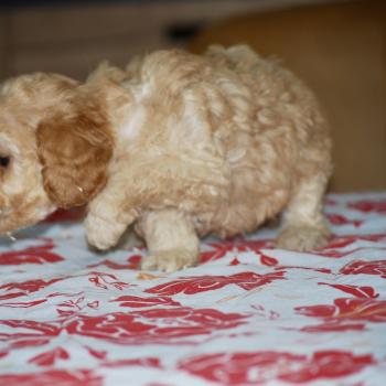 chiot Caniche Abricot Blinki Elevage zadatis  caniche , teckel