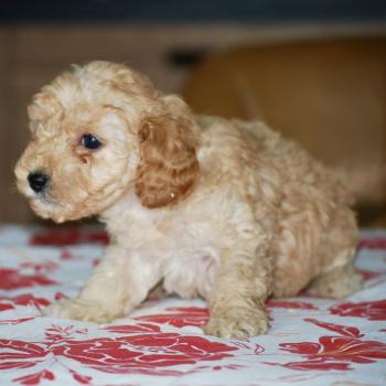 chiot Caniche Abricot Blinki Elevage zadatis  caniche , teckel