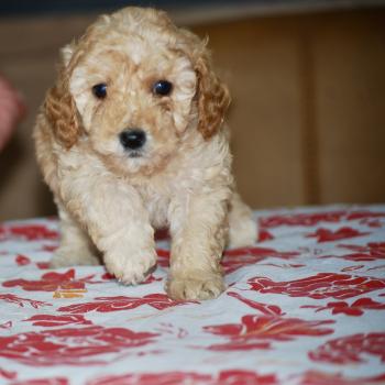 chiot Caniche Abricot Blinki Elevage zadatis  caniche , teckel