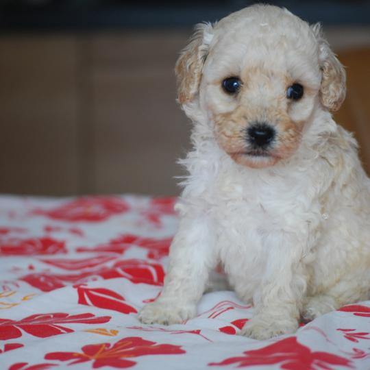 ZADATIS Blue col marron Mâle Caniche