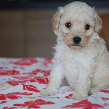 chiot Caniche Blanc Blue col marron Elevage zadatis  caniche , teckel
