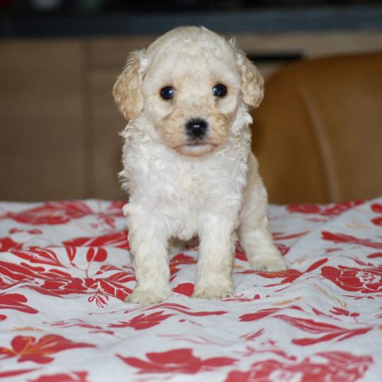 chiot Caniche Blanc Blue col marron Elevage zadatis  caniche , teckel