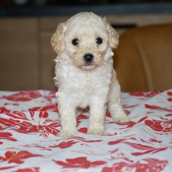 chiot Caniche Blanc Blue col marron Elevage zadatis  caniche , teckel