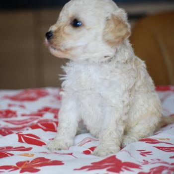 chiot Caniche Blanc Blue col marron Elevage zadatis  caniche , teckel